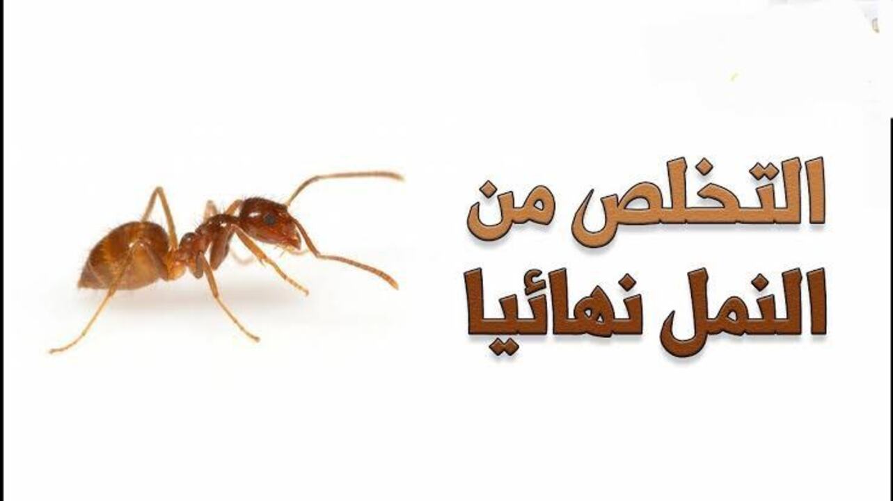“مش هتشوفي النمل في بيتك تاني”.. طرق طبيعية للتخلص من النمل بشكل نهائي