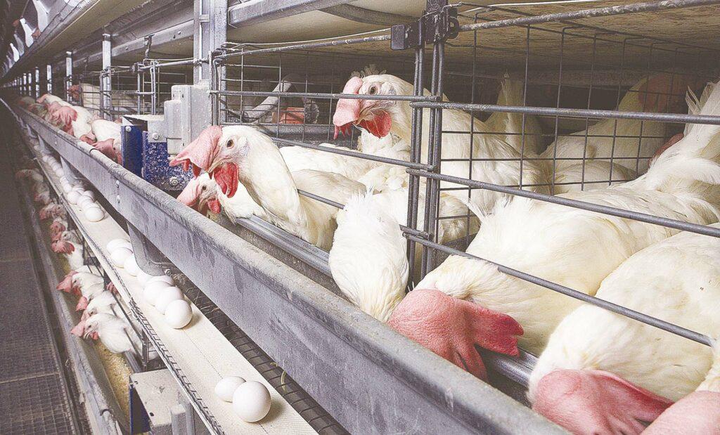 الفراخ البيضاء والكتاكيت الساسو ! .. أسعار بورصة الدواجن 2024 بتاريخ اليوم وتحديث لحظي