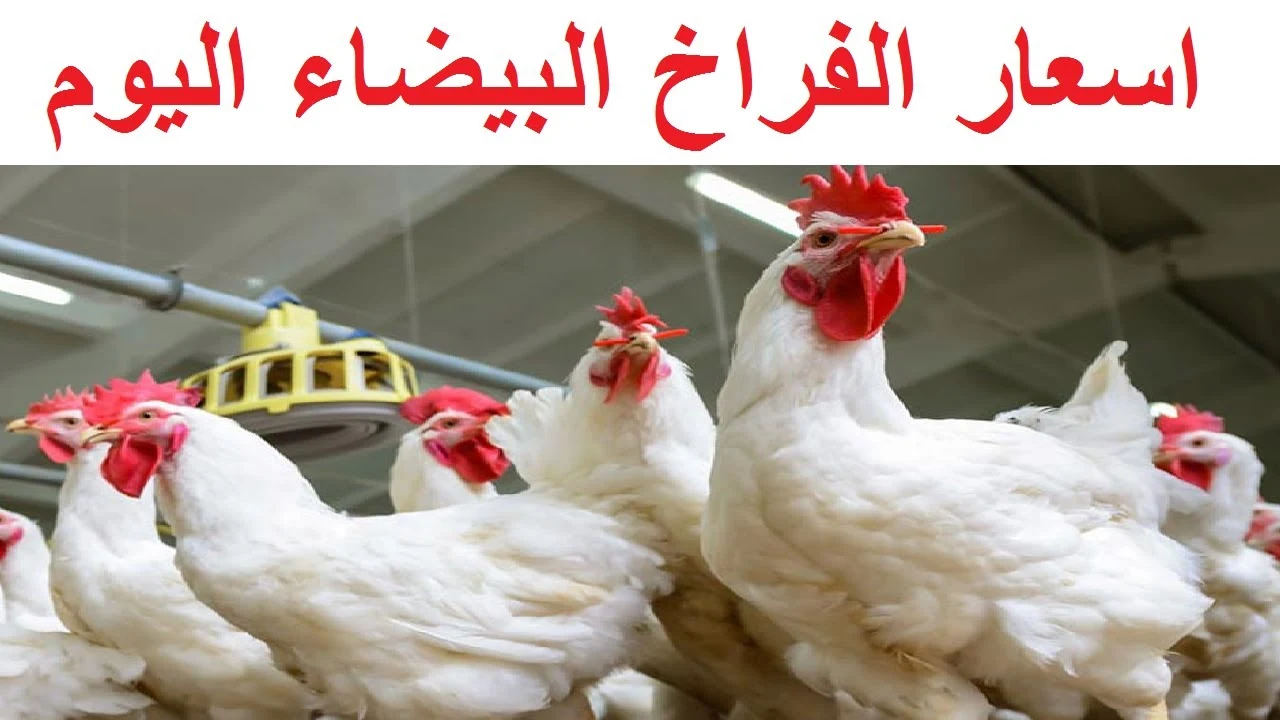 إلحق اشتري وخزنها.. هبوط في أسعار الفراخ البيضاء اليوم الاثنين 29 يوليو 2024 وثبات سعر البيض في السوق