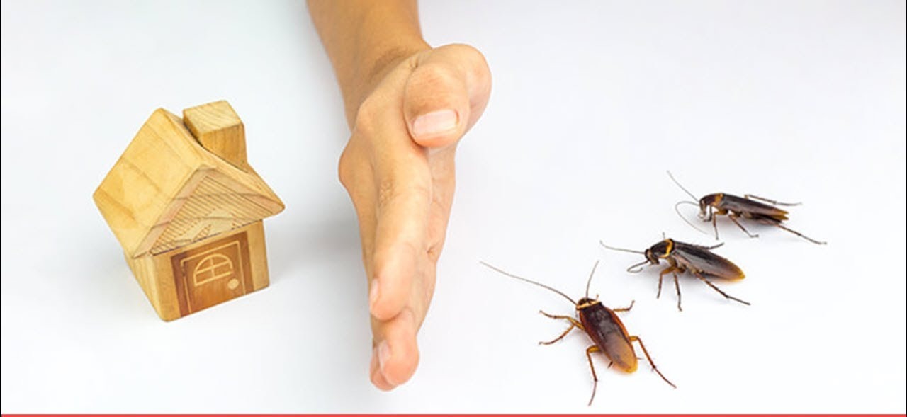 بوصفات طبيعية وآمنة — تخلّصي من الصراصير نهائيًّا دون مواد كيميائية قاسية