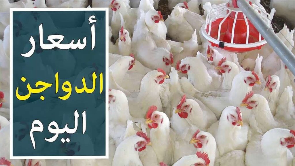 اسعار الفراخ البيضاء اليوم