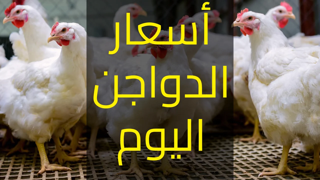 أسعار الدجاج الأبيض بتاريخ اليوم الثلاثاء 15-10-2024 في كافة الأسواق المصرية