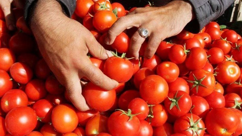 هتنزل تاني امتى؟ .. ارتفاع أسعار الطماطم اليوم الأحد السادس من أكتوبر ٢٠٢٤ واسعار الخضروات