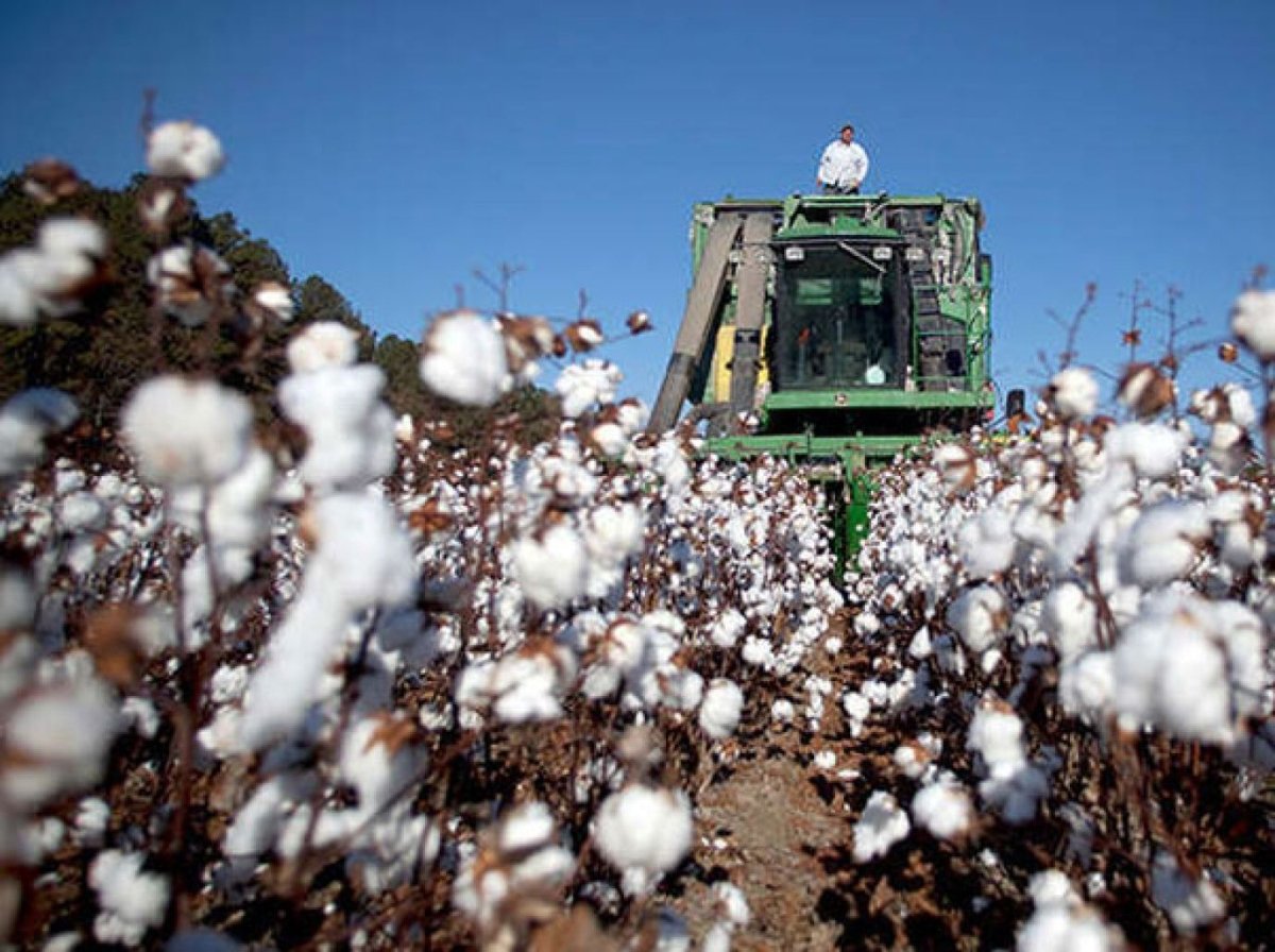 يا ترى بكام ؟.. أسعار القطن اليوم الأحد 27-10-2024 في الوجه القبلي والبحري تعرف عليه الآن