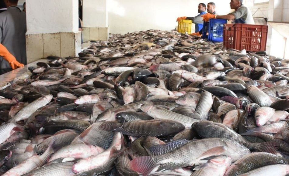 سعر السمك اليوم في الاسواق.. اسعار الاسماك والجمبر الان