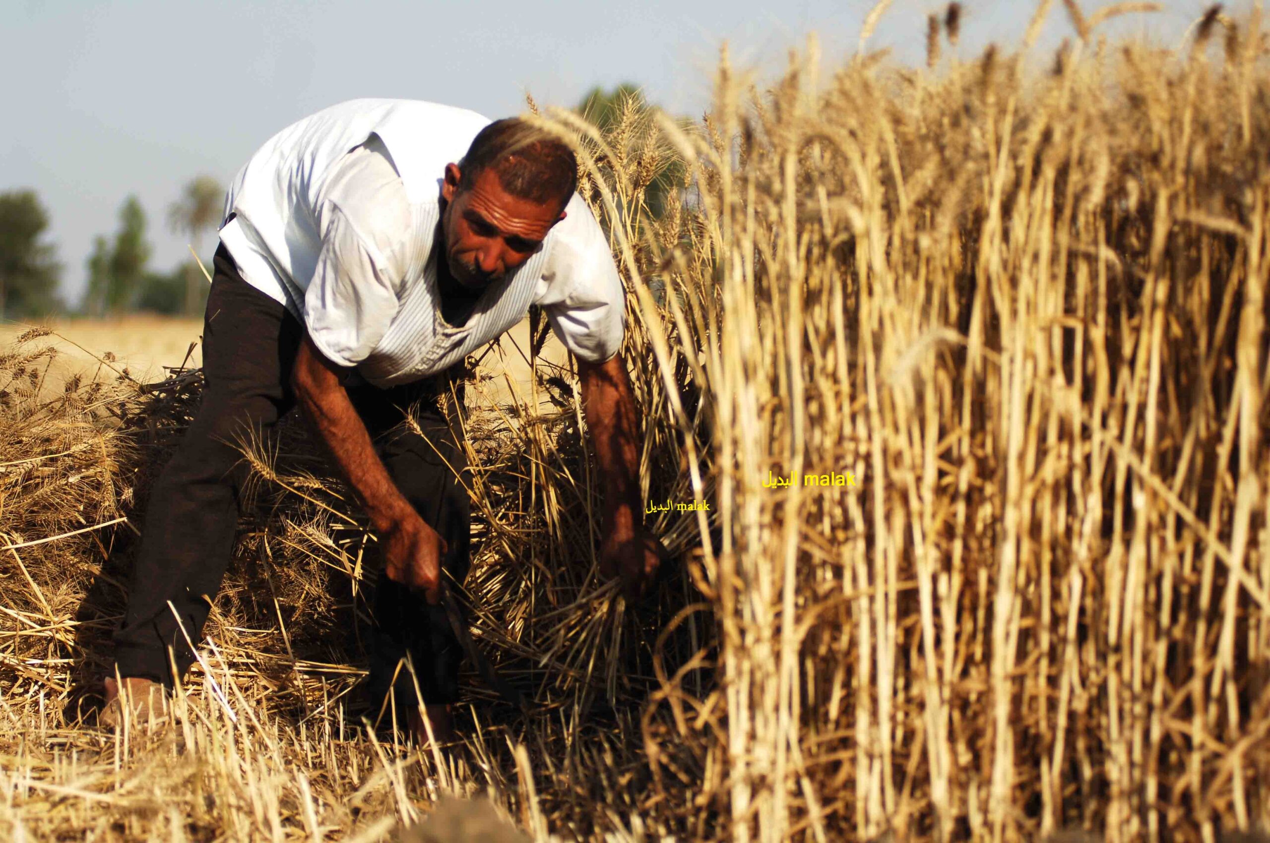 الأردب وصل لكام… سعر طن الأرز الشعير اليوم الخميس 24 أكتوبر 2024 في الأسواق المحلية وللمستهلك