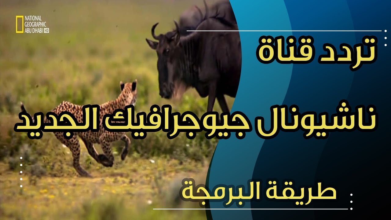 اضبطها الآن .. التردد الجديد 2024 لقناة ناشيونال جيوغرافيك بأعلى جودة واستمتع بعالم الحيوان والبحار
