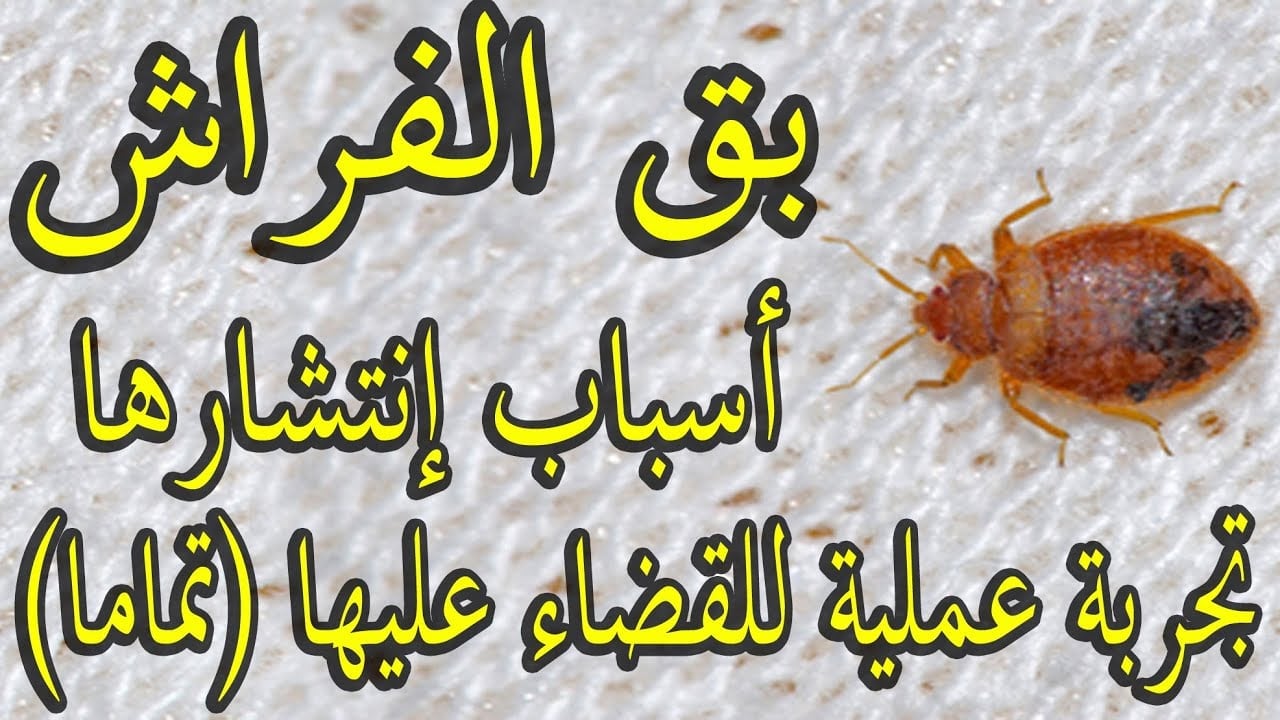 طرق القضاء على بق الفراش بدون مبيدات حشرية وداعاً للازعاج