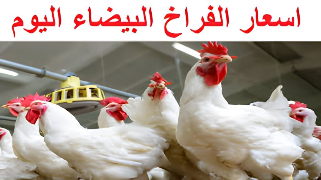 اسعار الفراخ البيضاء اليوم 