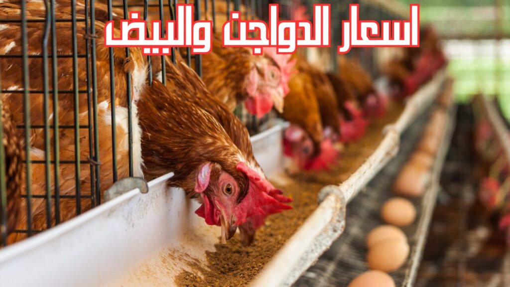 أسعار الفراخ اليوم في مصر بورصة الدواجن والبيض