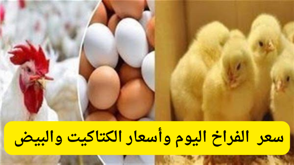 أسعار بورصة الدواجن اليوم.. سعر الفراخ والبيض والكتاكيت السبت 14 ديسمبر 2024