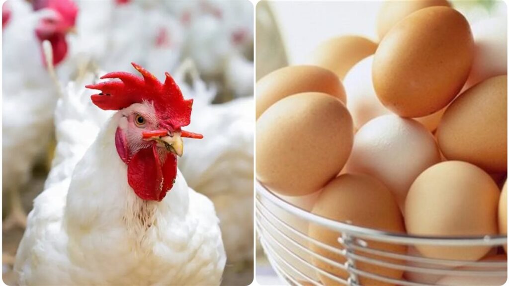 سعر الدواجن اليوم والفراخ البيضاء والبيض الأحمر والأبيض