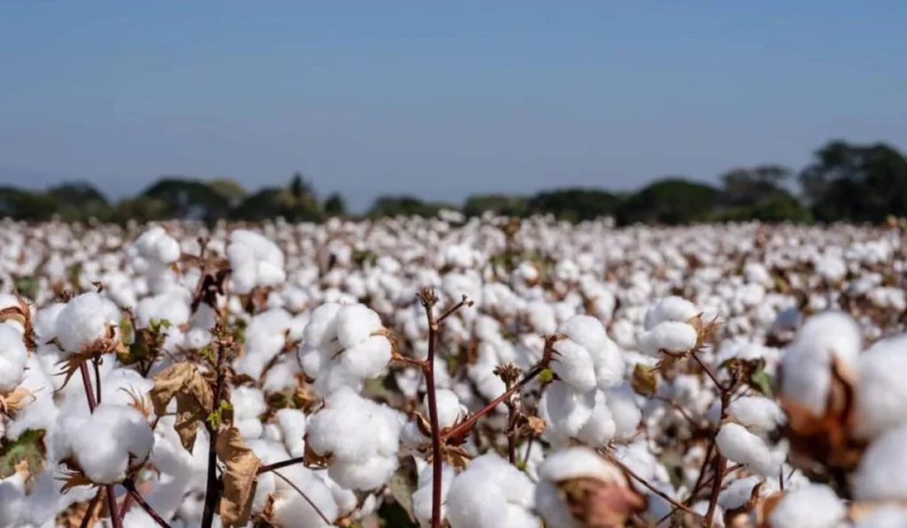 سعر القطن اليوم الخميس 5 ديسمبر 2024 الوجه القبلي والبحري