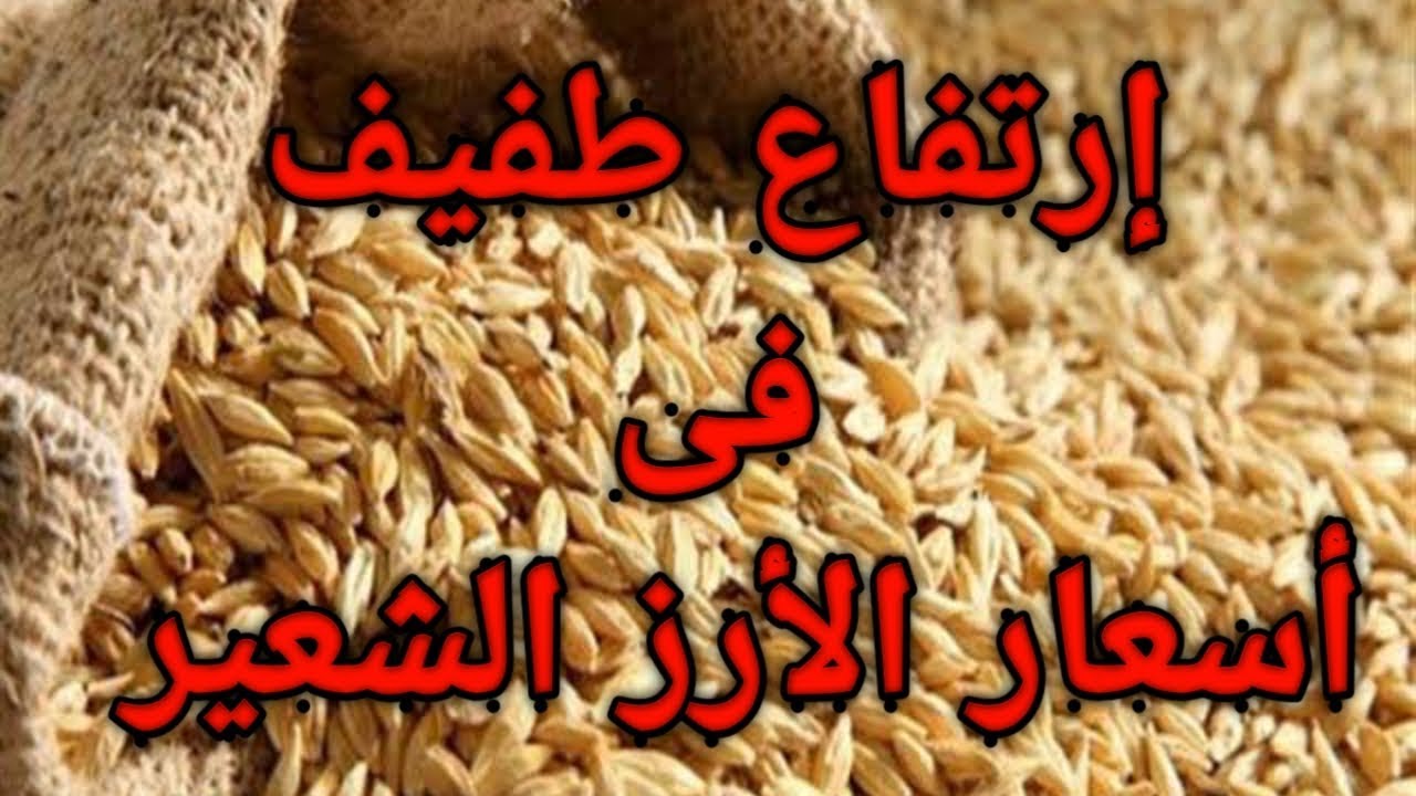 “ألحقي خزني قبل ما يغلى” سعر طن الأرز الشعير اليوم الاثنين 2024/12/9 الرفيعة والعريضة والأبيض