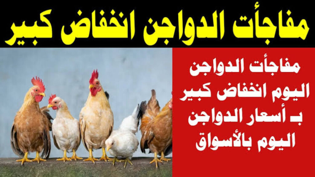 بورصة الدواجن|| ارتفاع أسعار الفراخ البيضاء وسعر كرتونة البيض اليوم في الأسواق