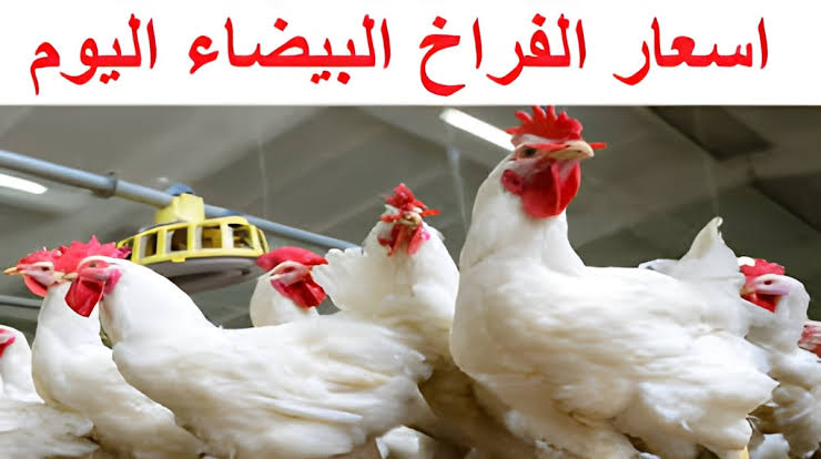 ”الفرخة بكام ياعم الحج” اسعار الفراخ البيضاء اليوم للمستهلك.. وسعر كرتونة البيض كام؟