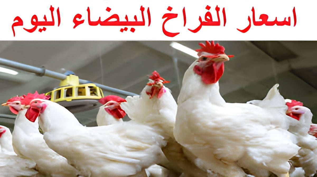 أسعار الفراخ اليوم الخميس 8 مايو 2025 تفاجئ السوق المصري بسعر غير متوقع