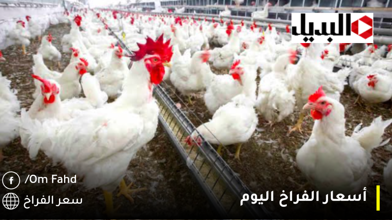 سعر كيلو الفراخ اليوم السبت 28 ديسمبر 2024.. شوف أسعار الفراخ والكتاكيت والبط ببورصة الدواجن عشان محدش يضحك عليك