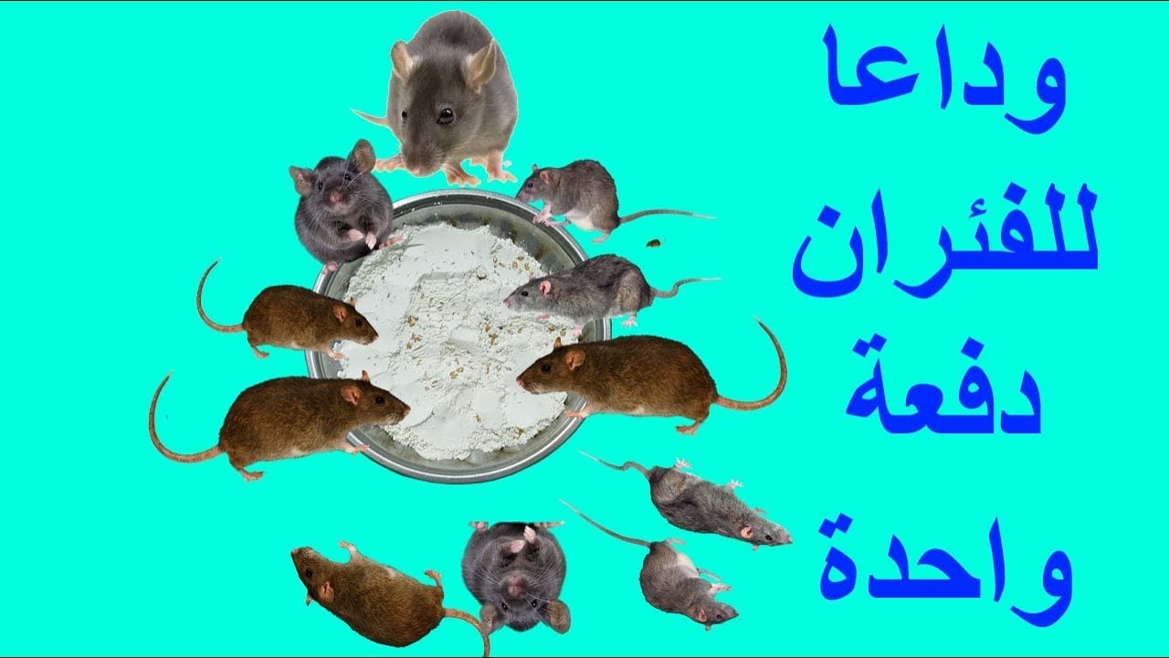 طرق القضاء على الفئران الموجودة في المنزل بدون مبيدات حشرية