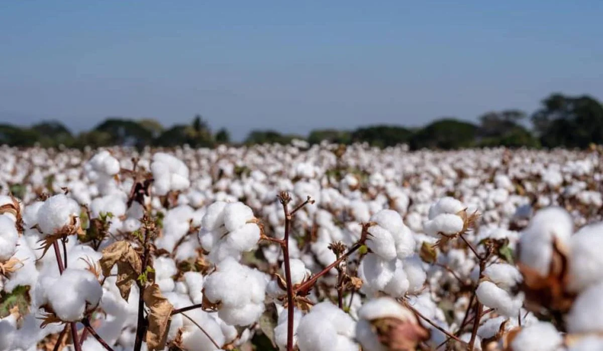 قرارات جديدة.. سعر القطن اليوم الخميس 5 ديسمبر 2024 الوجه القبلي والبحري بشرى للفلاحين