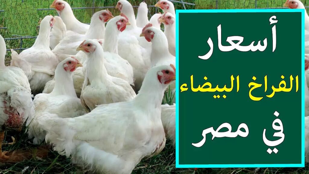 أسعار الفراخ البيضاء