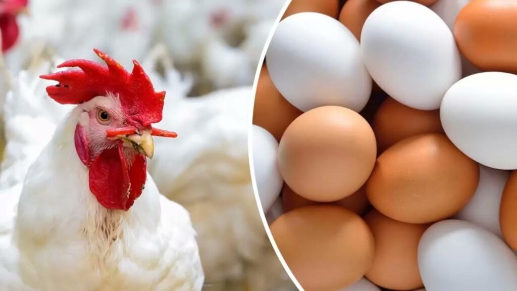 بورصة الدواجن الرئيسية.. أسعار الفراخ البيضاء والبلدي وكم سجلت كرتونة البيض اليوم السبت 11 يناير 2025