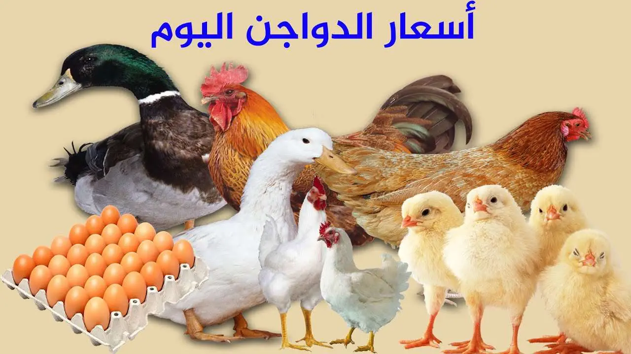 الفراخ بكام.. أسعار الدواجن اليوم الأربعاء 8 يناير 2025 في جميع المحلات