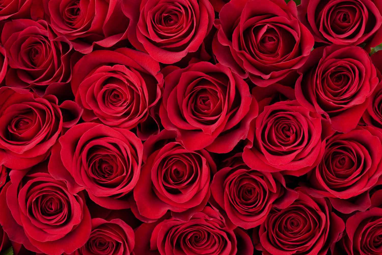 متى عيد الحب في العراق 2025 العد التنازلي Valentine’s Day