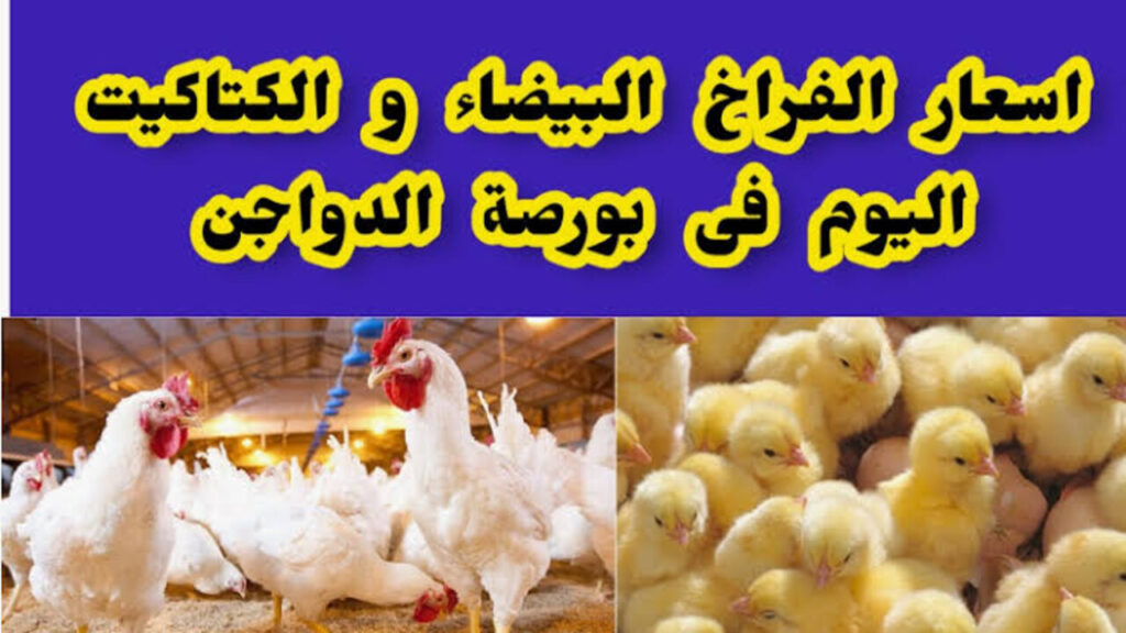 بورصة الدواجن|| أسعار الفراخ البيضاء والحمرا اليوم الأربعاء 1 يناير سعر كرتونة البيض بكــام؟