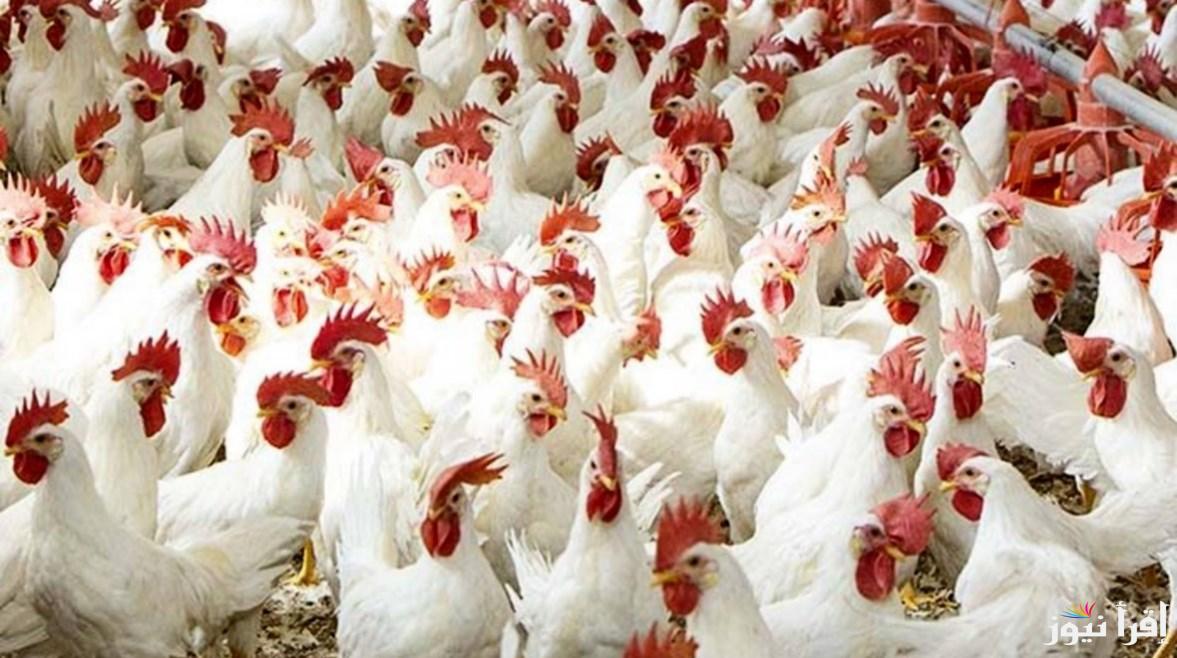 “بكام الفرخة النهاردة 10 مارس” سعر كيلو الفراخ البيضاء اليوم الاثنين في 10 رمضان في جميع محافظات مصر