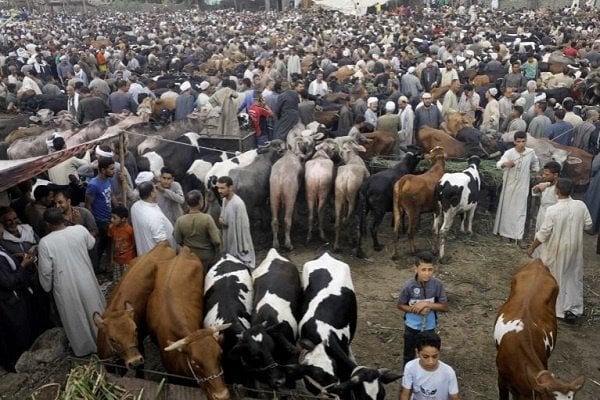 سعر العجول القائم والخرفان مع دخول عيد الأضحى المبارك