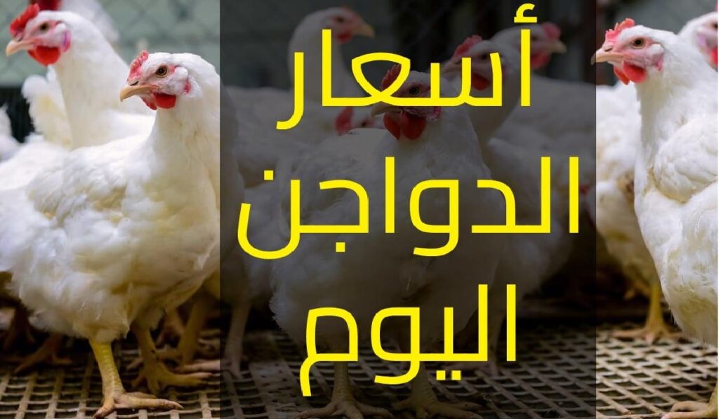 أسعار الفراخ اليوم