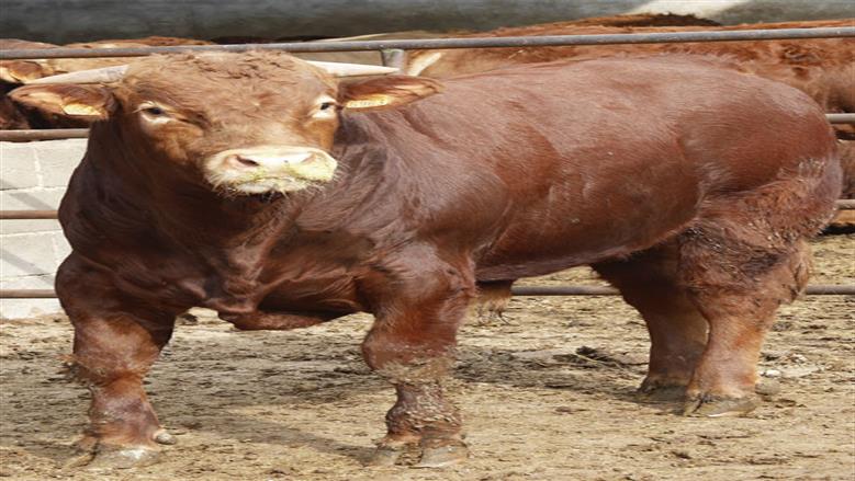 سعر كيلو العجول قائم اليوم الخميس 29-5-2025 مع اقتراب عيد الأضحى