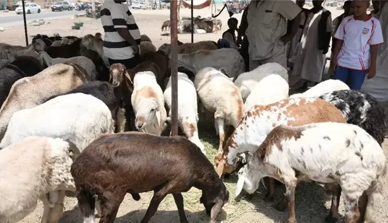 وصلت كام؟ .. اسعار الاضاحي في مصر 2025 في ارتفاع مستمر بمناسبة قدوم عيد الأضحى