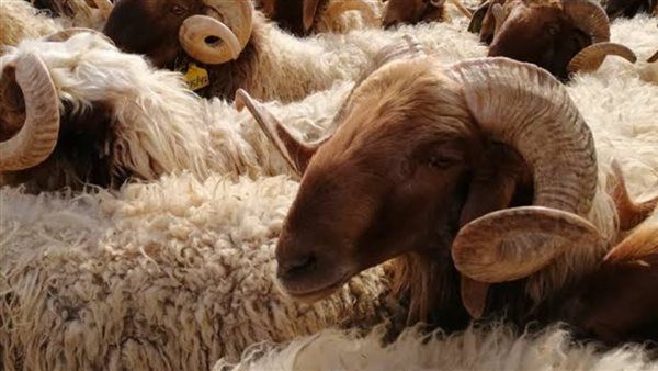 اسعار مش متوقعة إطلاقًا .. سعر الأضاحي 2025 في مصر بجميع المحافظات