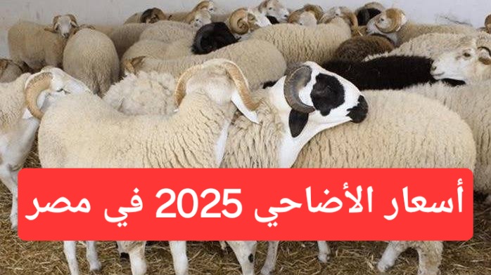 بكام سعر الكيلو قائم؟.. أسعار الأضاحي 2025 في مصر للعجول والماعز.. الأسعار مولعة نار مع إقبال المواطنين على الأسواق