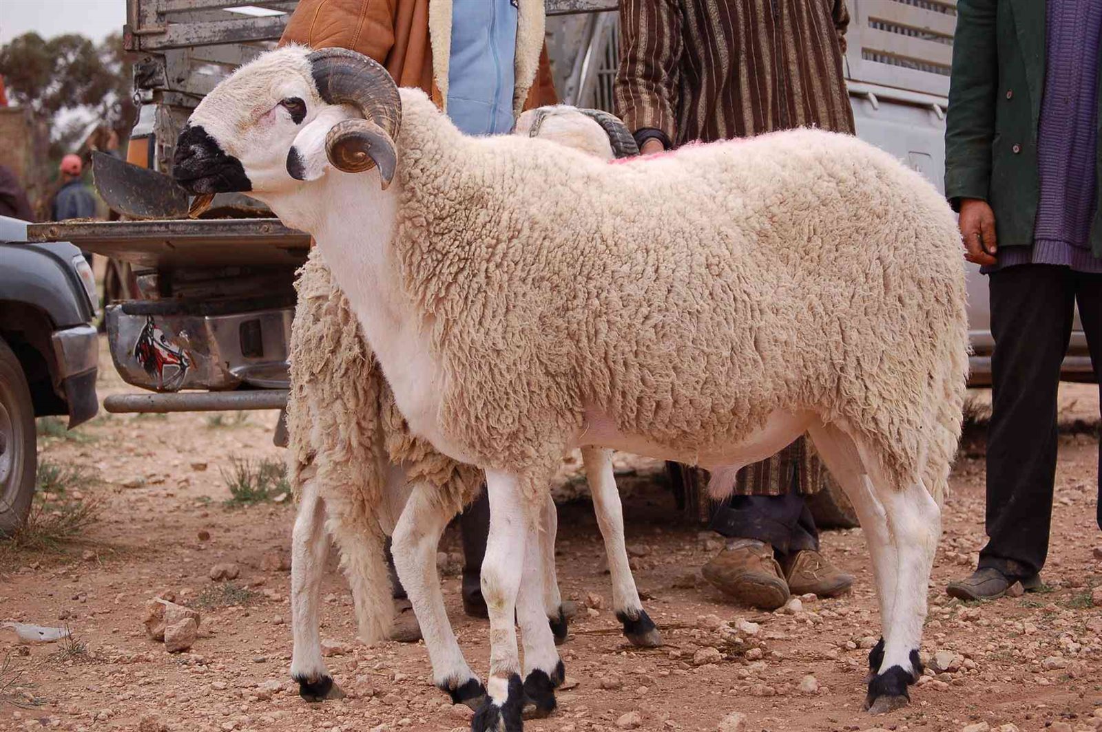 أسعار الأضاحي بعد التحديث: عيد أضحى مبارك عليكم