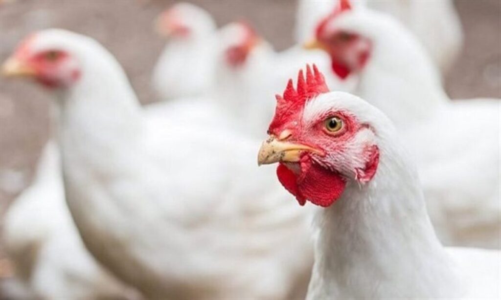 أسعار الفراخ البيضاء