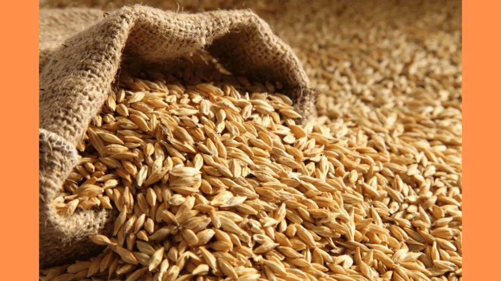 الطن بكام النهارده؟.. سعر الأرز الشعير الآن 2025 في مصر