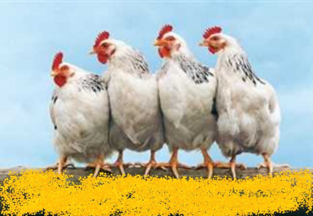 بورصة الدواجن اليوم أسعار الفراخ البيضاء