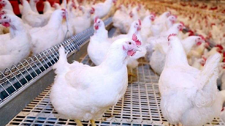 “بكام كيلو البانيه الآن” أسعار الفراخ البيضاء اليوم في بورصة الدواجن الإثنين 2 يونيو 2025