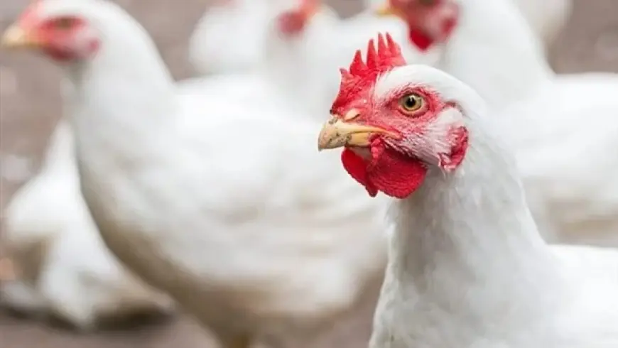 أخر تحديث لـ اسعار بورصة الدواجن اليوم بتاريخ 4 أغسطس 2025