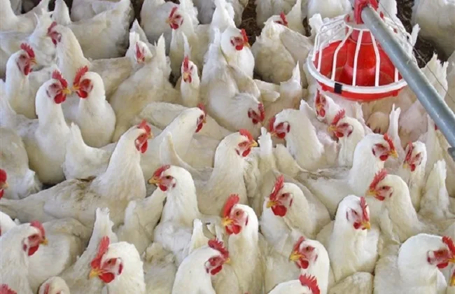 ارتفاع جديد تعلنه.. بورصة الدواجن اليوم أسعار الفراخ البيضاء في الأسواق المحلية
