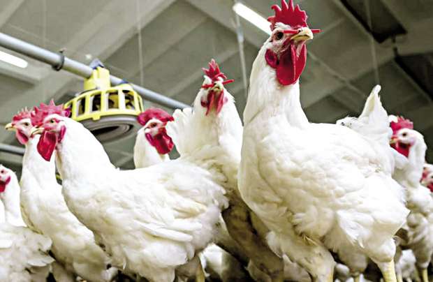 أخر تحديث لـ اسعار بورصة الدواجن اليوم بتاريخ 19 أكتوبر 2025