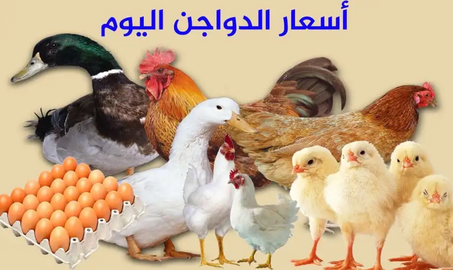 استقرار ملحوظ في أسعار بورصة الدواجن اليوم وتراجع في الاسعار بداية من هذا التاريخ