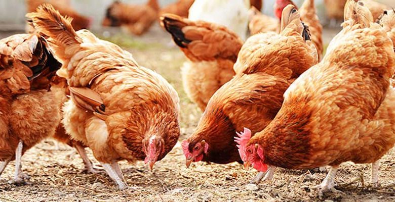 مع منتصف تعاملات اليوم .. أخر حديث لأسعار بورصة الدواجن اليوم بتاريخ 17 ديسمبر 2025