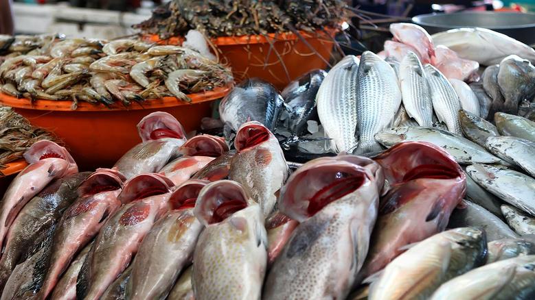 البلطي بقا بكام انهاردة؟ .. أسعار السمك اليوم بتاريخ يوم 23 من ديسمبر 2025