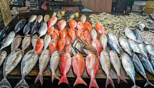 اشتري ودوس في الفسفور .. أسعار السمك اليوم الموافق 8 ديسمبر 2025