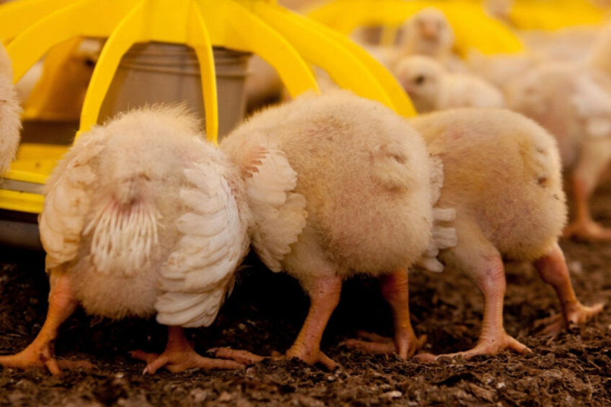 صدمة في أسعار الدواجن اليوم! ارتفاع غير مسبوق في أسعار الفراخ والبيض في مصر – تحديث 21 يناير 2026