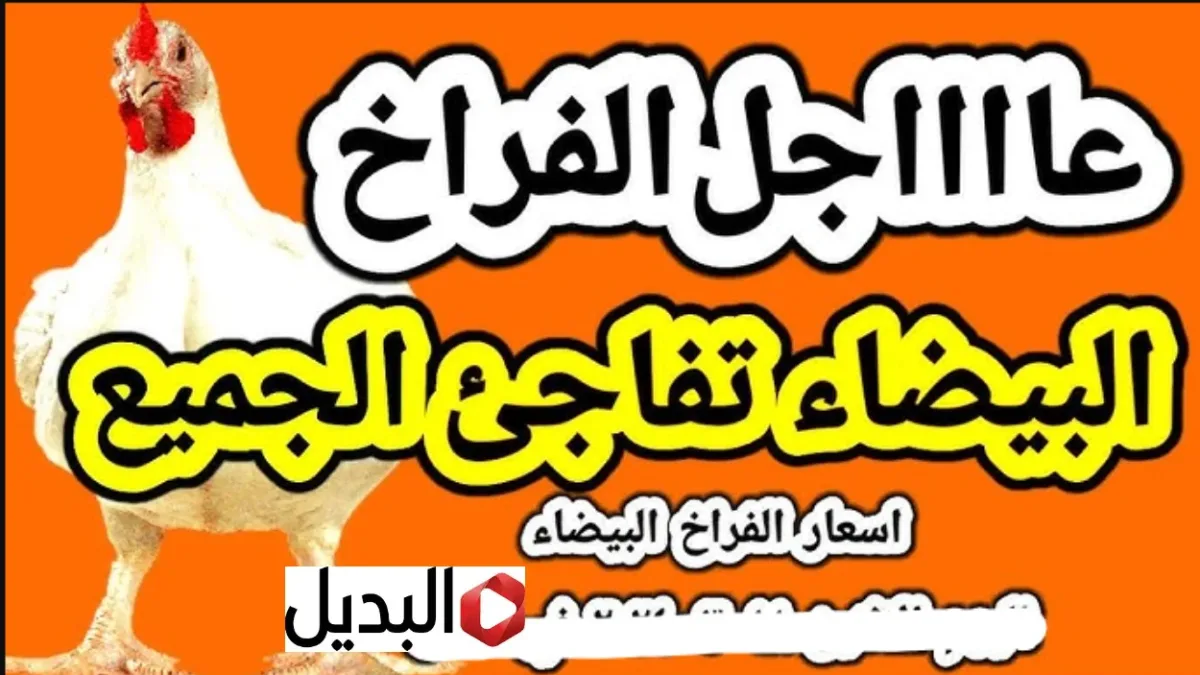 “راحـــت فين” بورصة الدواجن اليوم أسعار الفراخ البيضاء اليوم 5 فبراير الخميس.. شوف الفرخة بكــام